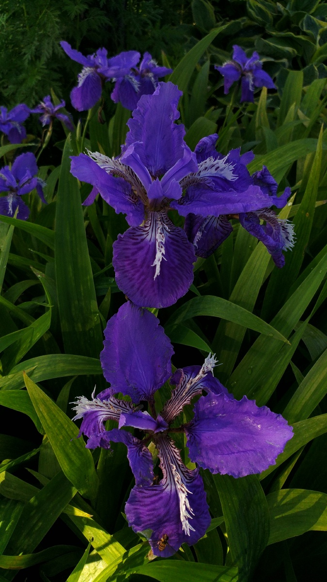 西伯利亚鸢尾花