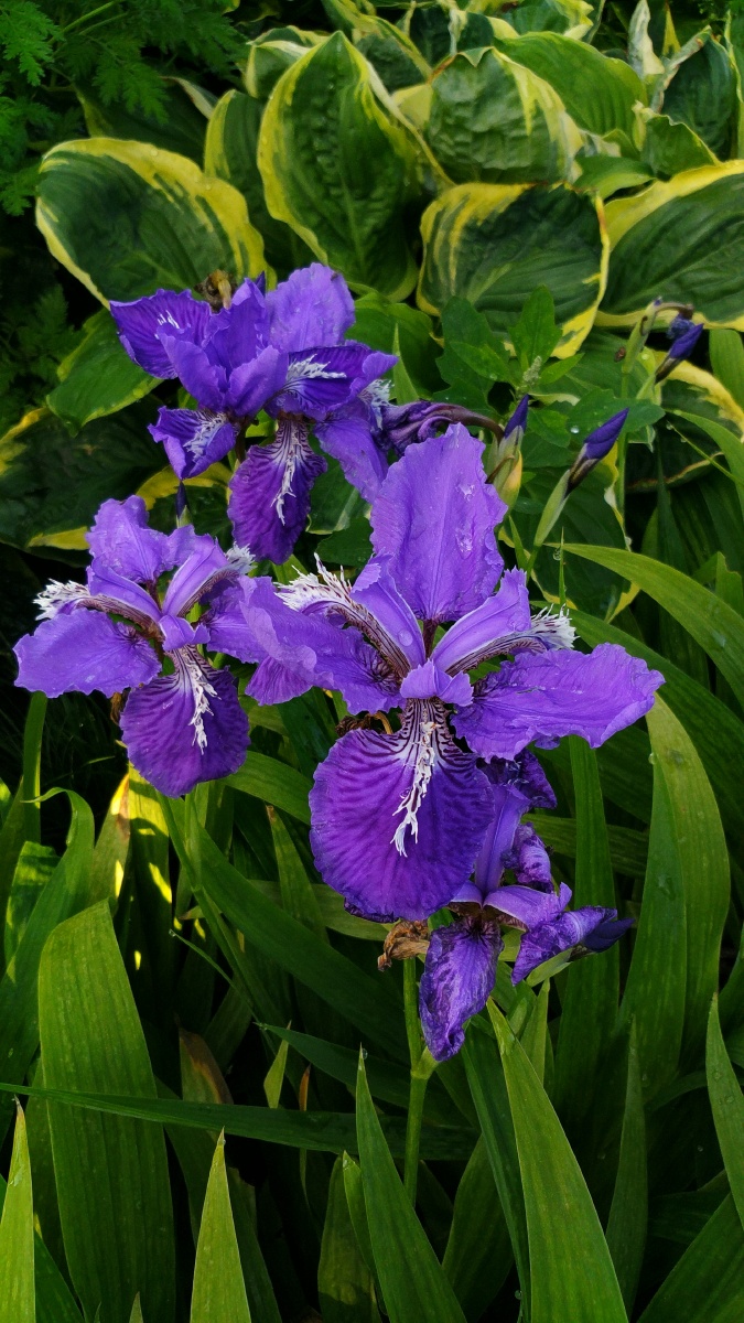 西伯利亚鸢尾花