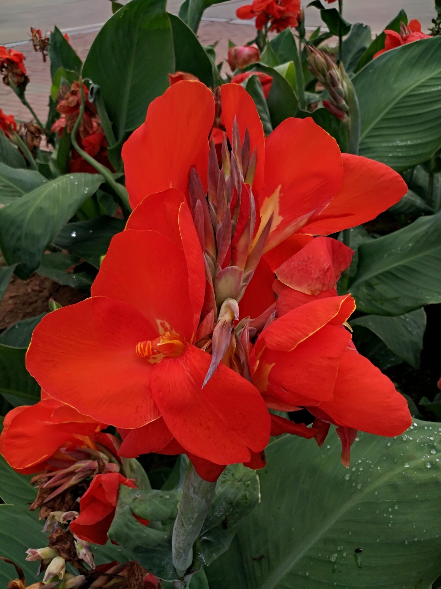 一朵优秀的美人蕉花