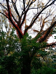 IMG_20181105_070135
