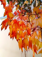 IMG_20181028_091559