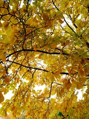 IMG_20181105_084335