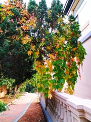IMG_20181021_055417