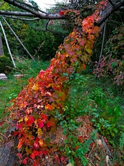 IMG_20181020_162812