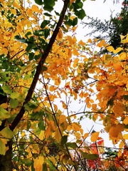 IMG_20181016_135518