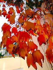 IMG_20181028_091526