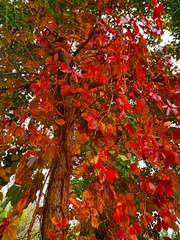 IMG_20181025_164002