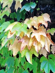 IMG_20181025_164431