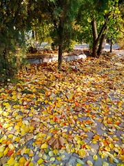 IMG_20181103_175707