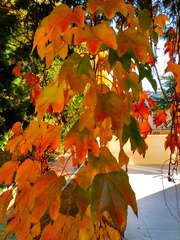 IMG_20181028_140419