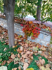 IMG_20181103_180316
