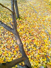 IMG_20181103_175503