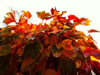 IMG_20181106_165440