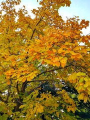 IMG_20181105_084444