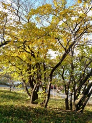 IMG_20181106_081130_HDR