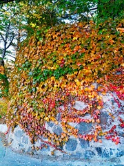 IMG_20181019_164423