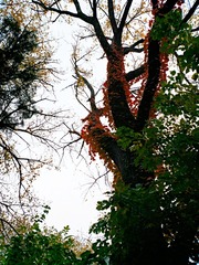 IMG_20181105_070004