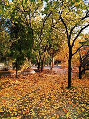 IMG_20181104_175617