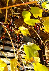 IMG_20181105_104145