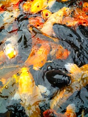 IMG_20181026_092048