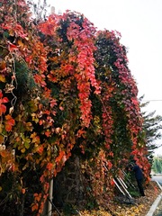 IMG_20181025_131249