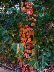 IMG_20181019_164352