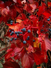 IMG_20181104_072257