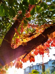 IMG_20181020_075314