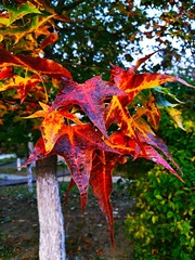 IMG_20181104_072038
