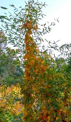 IMG_20181103_205458