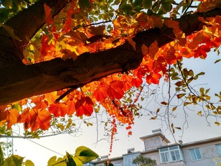 IMG_20181020_075331