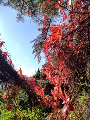IMG_20181028_130720_HDR