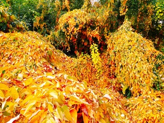 IMG_20181104_173829