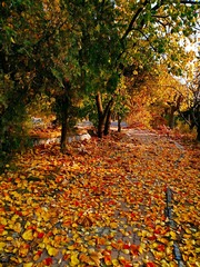 IMG_20181104_175632