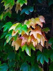 IMG_20181025_164401