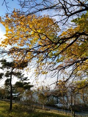 IMG_20181106_081603_HDR