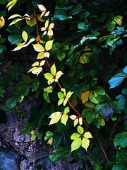 IMG_20181019_164653