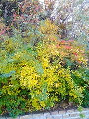 IMG_20181101_153130