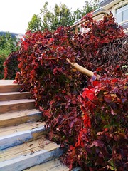 IMG_20181020_162236