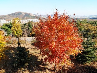 IMG_20181101_152719