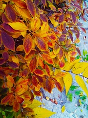 IMG_20181104_070732