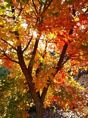 IMG_20181101_152800