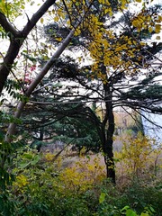 IMG_20181105_072937