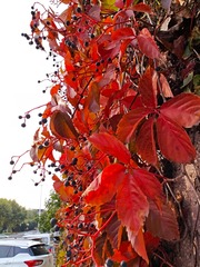 IMG_20181020_162935