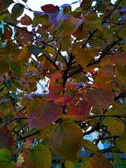 IMG_20181104_065018