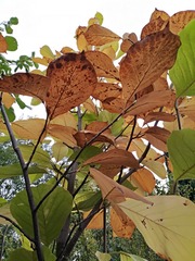 IMG_20181020_153820