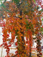IMG_20181025_163944