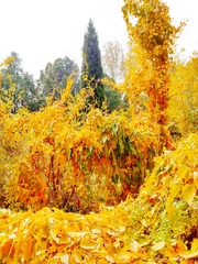 IMG_20181104_173930