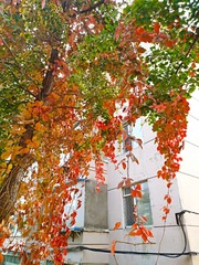 IMG_20181025_163851