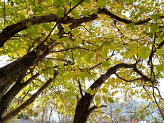 IMG_20181106_081322_HDR
